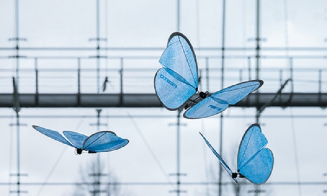the-amazing-drone-butterflies